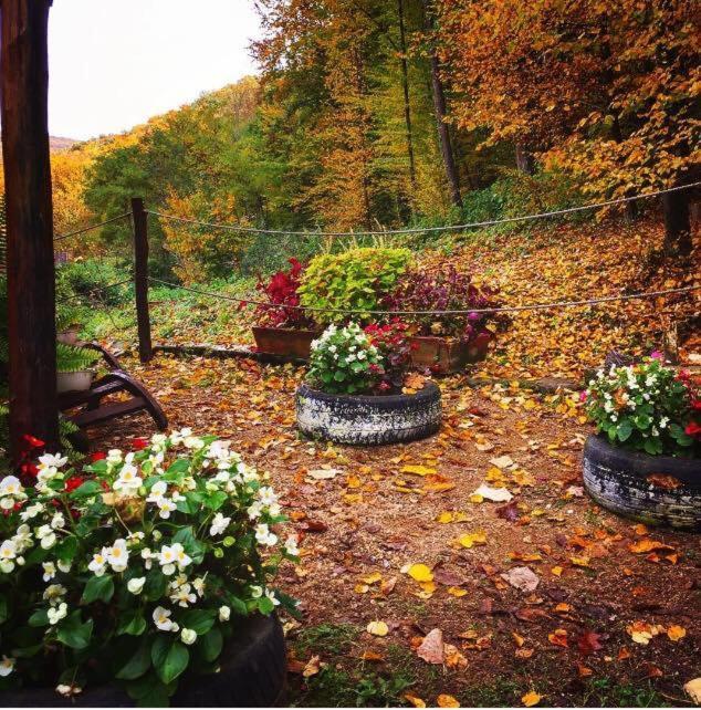House In The Woods Bed & Breakfast เรชิตา ภายนอก รูปภาพ